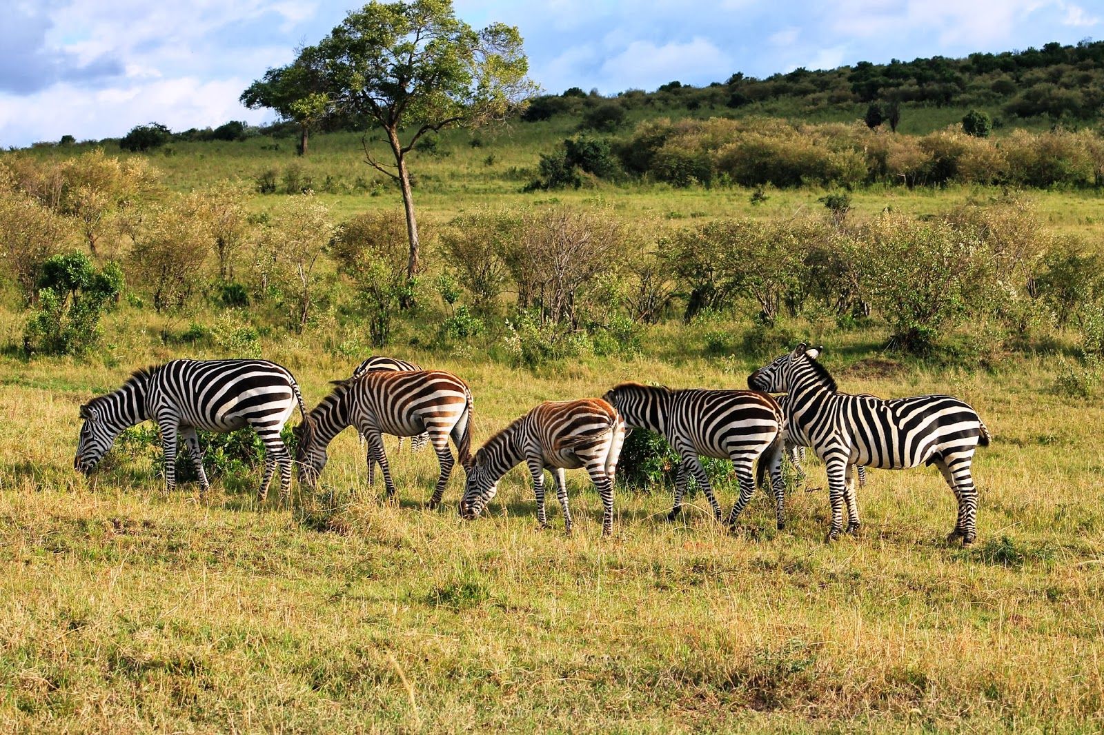 zebra