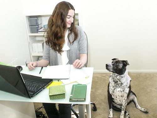 Pet friendly office