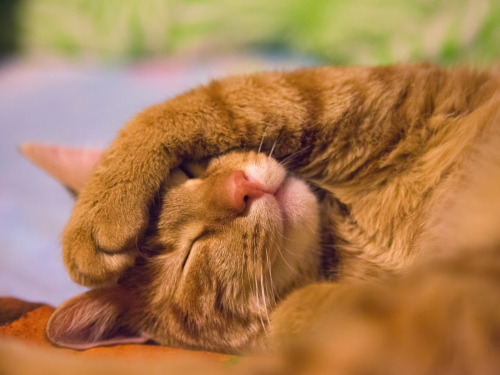 knocked out cat